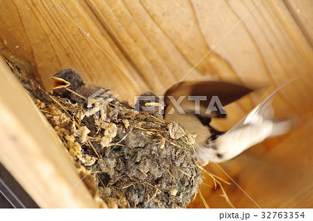 ツバメの巣 親鳥とヒナ ヒナにフォーカス b ツバメの巣 親鳥とヒナ ヒナにフォーカス b 32763354