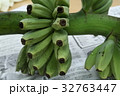 バナナの木 32763447