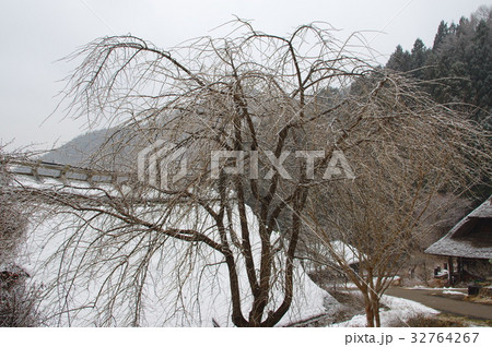雪降る古民家と春を待つ枝垂桜 雪降る古民家と春を待つ枝垂桜 32764267