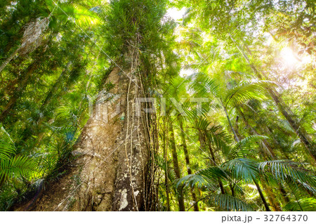 Dense forest canopy viewed from ground 32764370