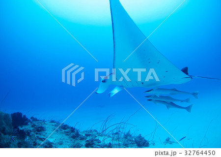 マンタ 32764450