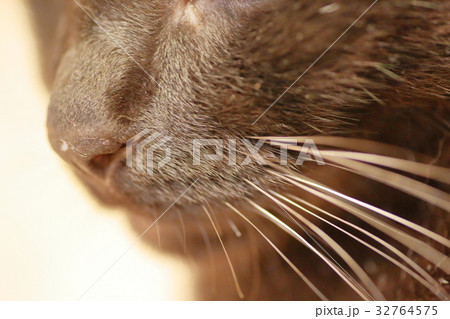 猫のヒゲ 32764575