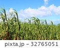 サトウキビ 32765051