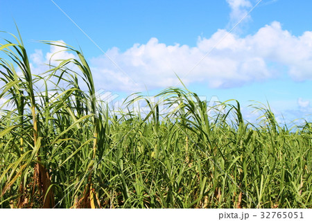 サトウキビ 32765051