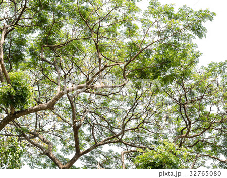 Big tree with branches 32765080