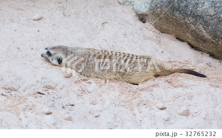 Cute light brown Meercat rest in the desert sun 32765232