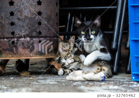 猫 ねこ ネコ 32765462