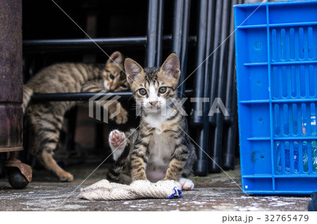 猫 ねこ ネコ 32765479