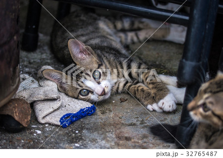 猫 ねこ ネコ 32765487