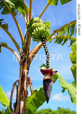 沖縄 バナナの木の写真素材 32765544 Pixta