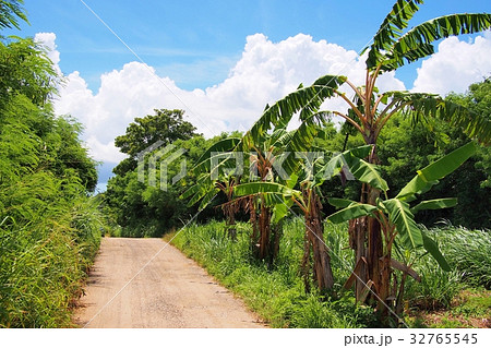 沖縄 バナナの木の写真素材