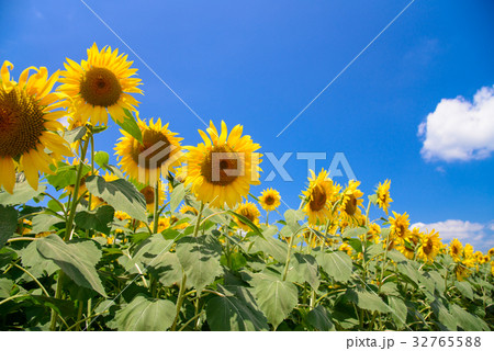 【山梨県】明野のひまわり 32765588