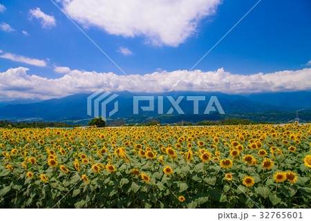 【山梨県】明野のひまわり 【山梨県】明野のひまわり 32765601