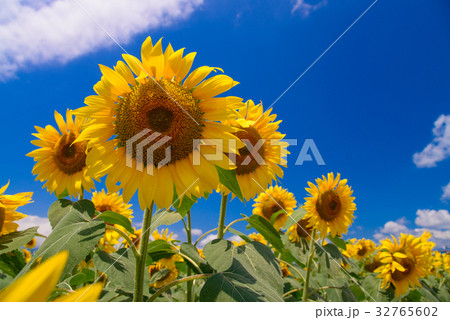 【山梨県】明野のひまわり 【山梨県】明野のひまわり 32765602