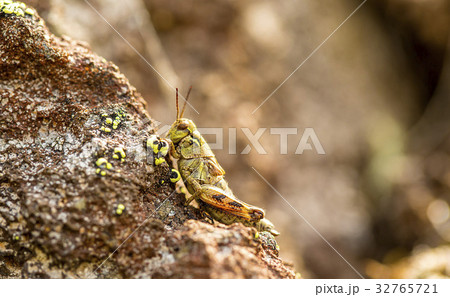 small insect grasshopper on the volcanic stones. small insect grasshopper on the volcanic stones. 32765721