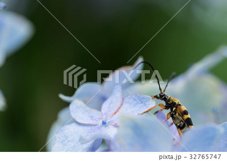 紫陽花に止まるヨツスジハナカミキリ 32765747