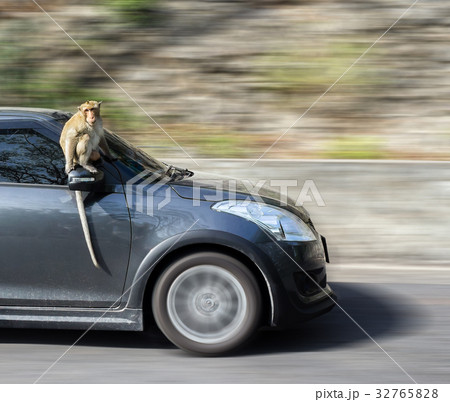 The monkey sitting on the car with copy space 32765828