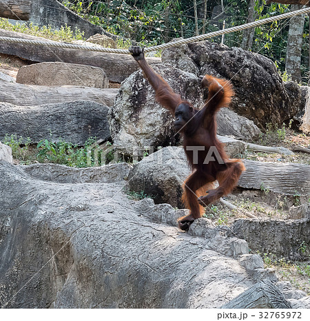 Orangutan swinging on rope Orangutan swinging on rope 32765972