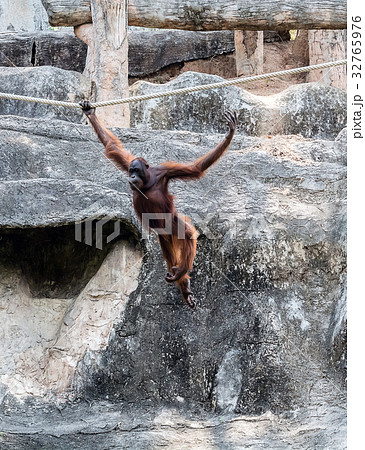 Orangutan swinging on rope 32765976
