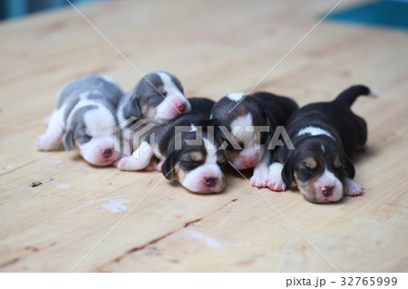 pure breed beagle Puppy  32765999