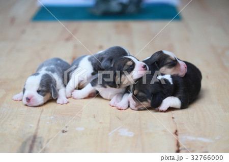 pure breed beagle Puppy  32766000