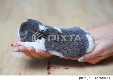 pure breed beagle Puppy  32766023