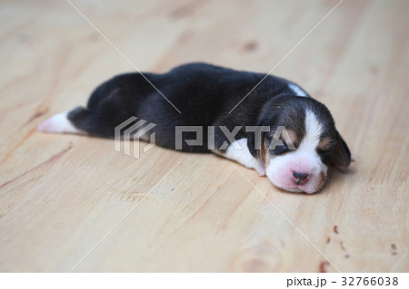 pure breed beagle Puppy  32766038