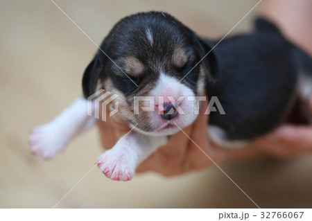 pure breed beagle Puppy  32766067