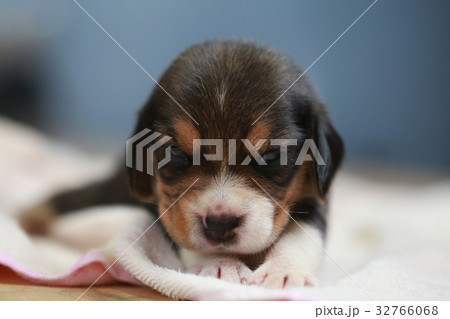 pure breed beagle Puppy pure breed beagle Puppy 32766068