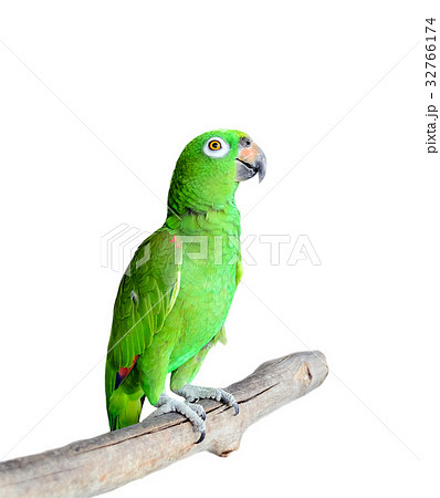 Parrot on Branch Isolated on White Background Parrot on Branch Isolated on White Background 32766174