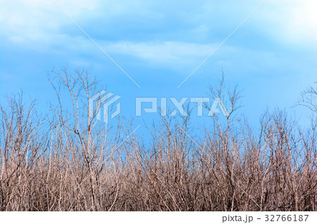 Dead trees with blue sky and clound 32766187