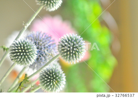 ルリタマアザミ 32766537