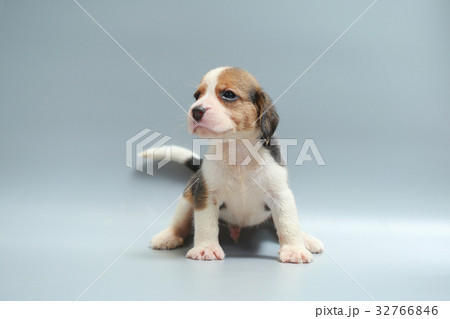 strong pure breed beagle puppy 32766846