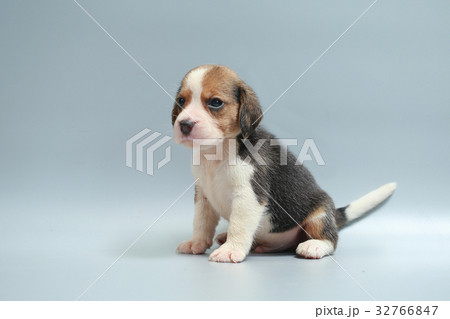 strong pure breed beagle puppy strong pure breed beagle puppy 32766847