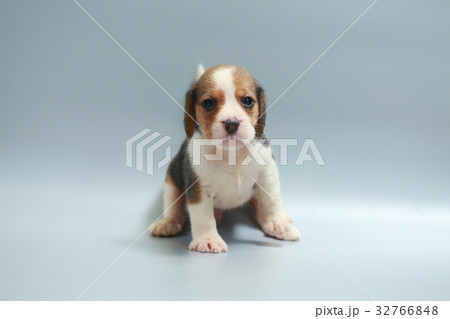 strong pure breed beagle puppy 32766848