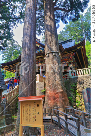 三峯神社の神木 32766968