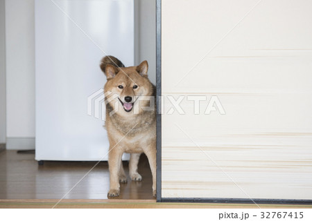 笑顔の柴犬、和室 笑顔の柴犬、和室 32767415