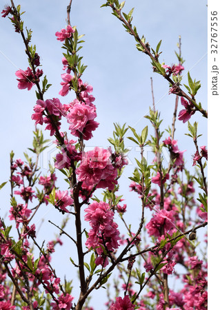 八重桜 八重桜 32767556