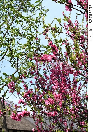 八重桜 八重桜 32767557