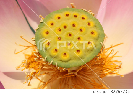 蓮の花のアップ写真 32767739
