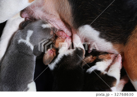 beagle dog feeding her puppies beagle dog feeding her puppies 32768630