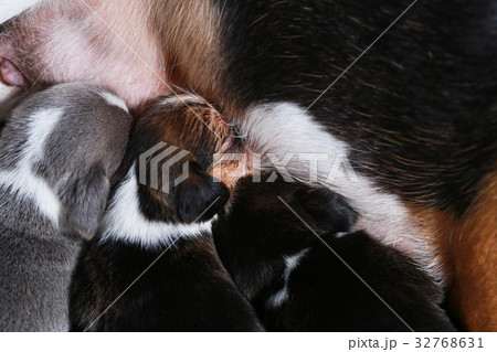 beagle dog feeding her puppies beagle dog feeding her puppies 32768631