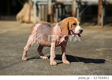 ill beagle dog with Demodicosis, Red Mange 32768801