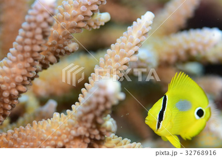 スミツキトノサマダイ 32768916