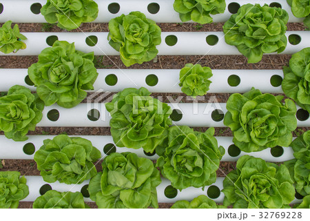 Organic hydroponic vegetable in cultivation farm 32769228