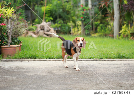 Purebred beagle dog are playing in lawn 32769343