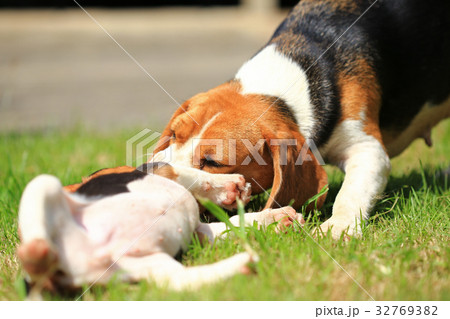 Purebred beagle dog are playing in lawn 32769382