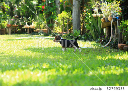 Purebred beagle dog are playing in lawn 32769383