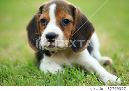 Purebred beagle dog are playing in lawn 32769397
