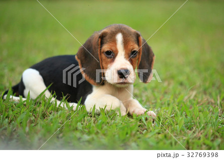 Purebred beagle dog are playing in lawn 32769398